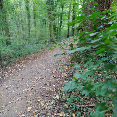 Der Waldweg