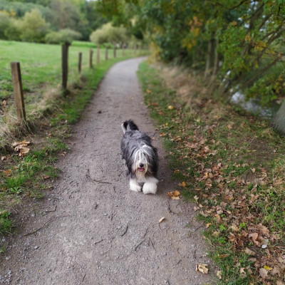 Weg zum Wald
